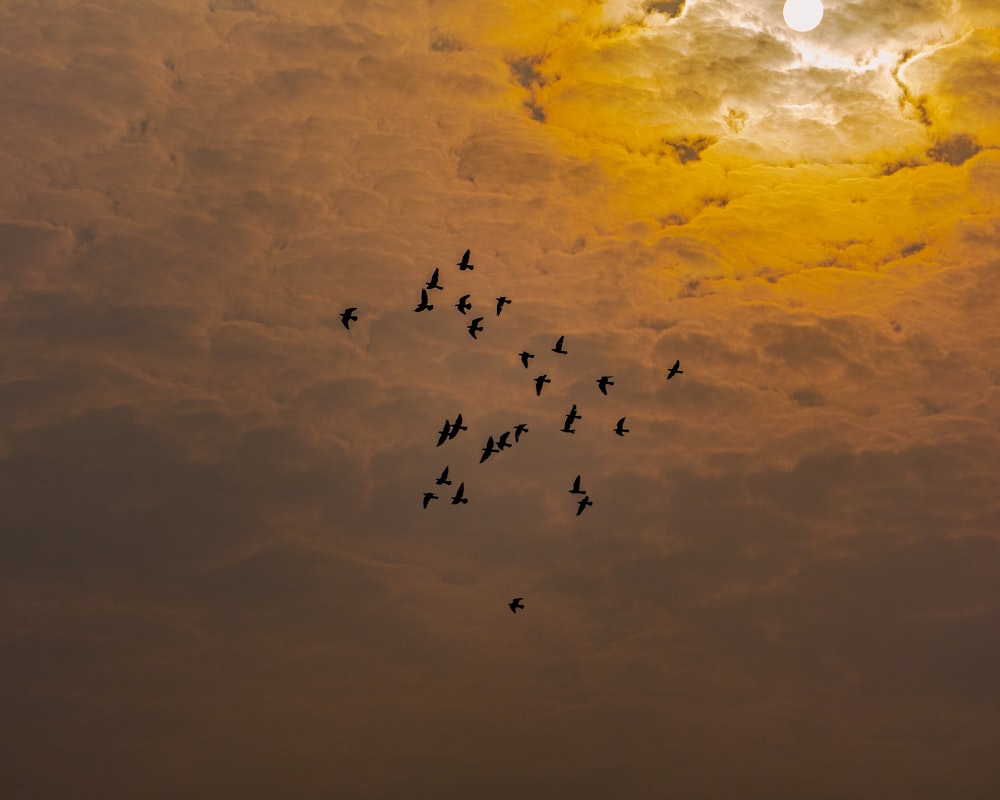 a flock of birds flying across a cloudy sky