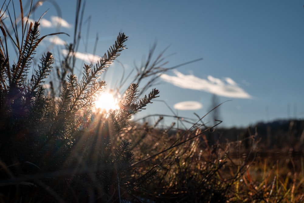 the sun shines brightly through the grass