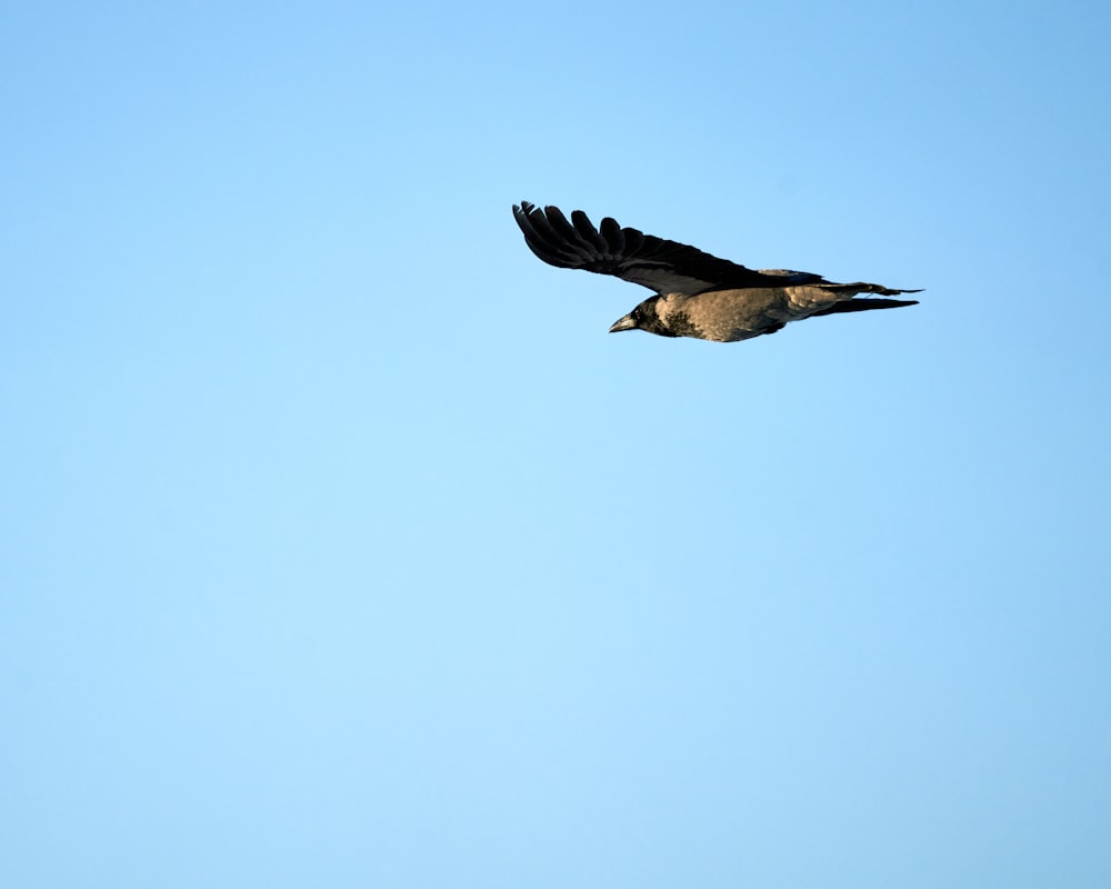 a large bird flying through a blue sky