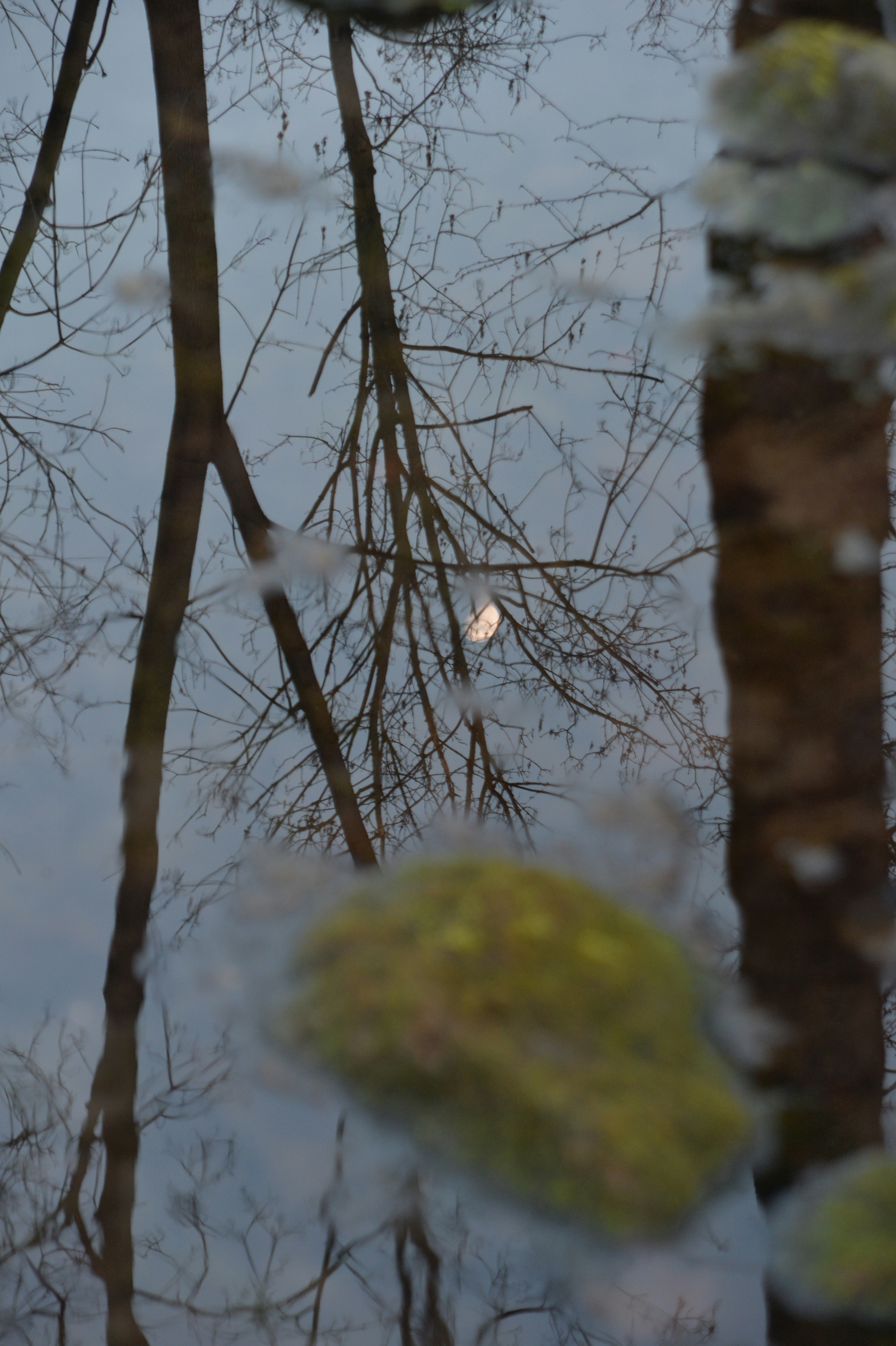 A reflection of trees in a puddle of water photo – Free Grey Image on ...