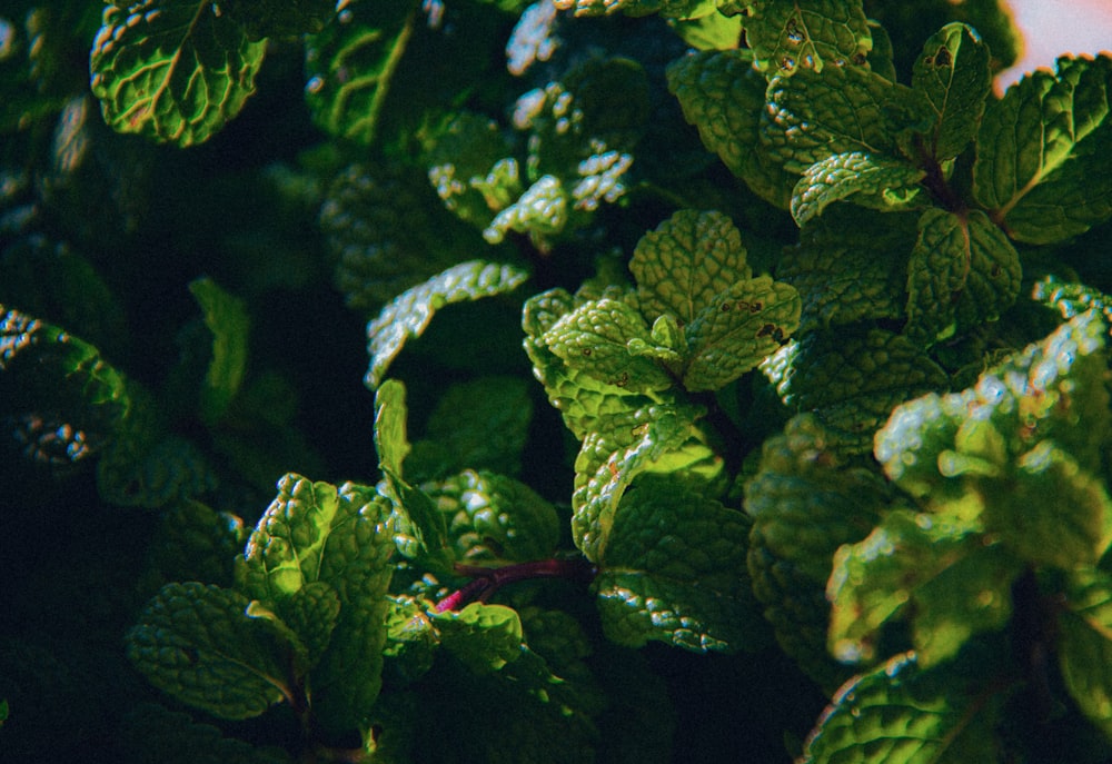 a close up of a bunch of green leaves