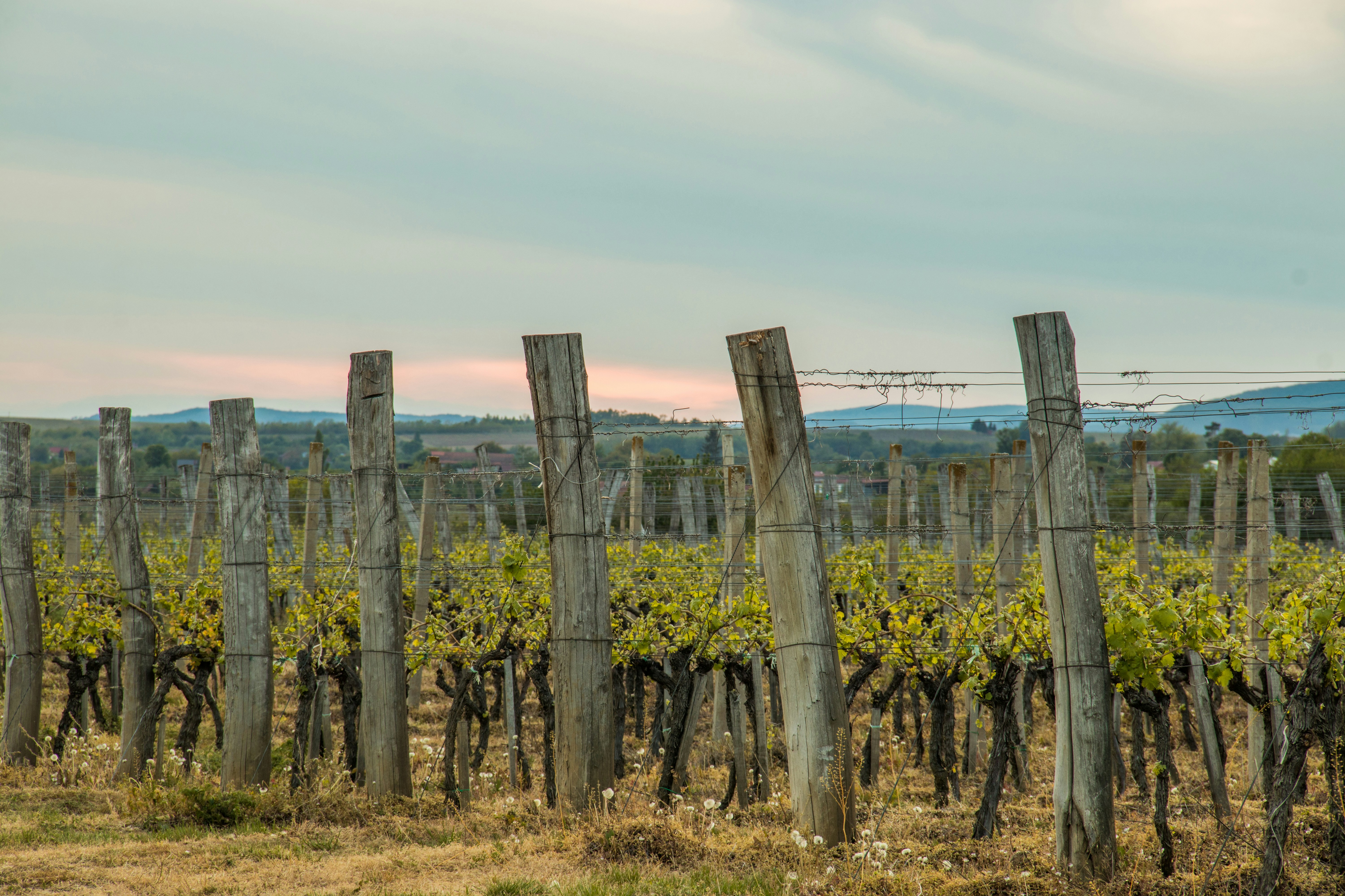 Photo by vinarija_perak