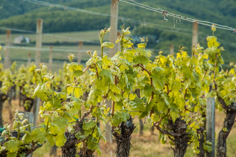 a bunch of vines that are growing in a field