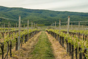 rows of vines in a vineyard with mountains in the background