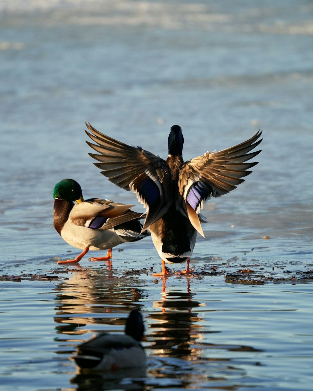 a couple of ducks standing on top of a body of water