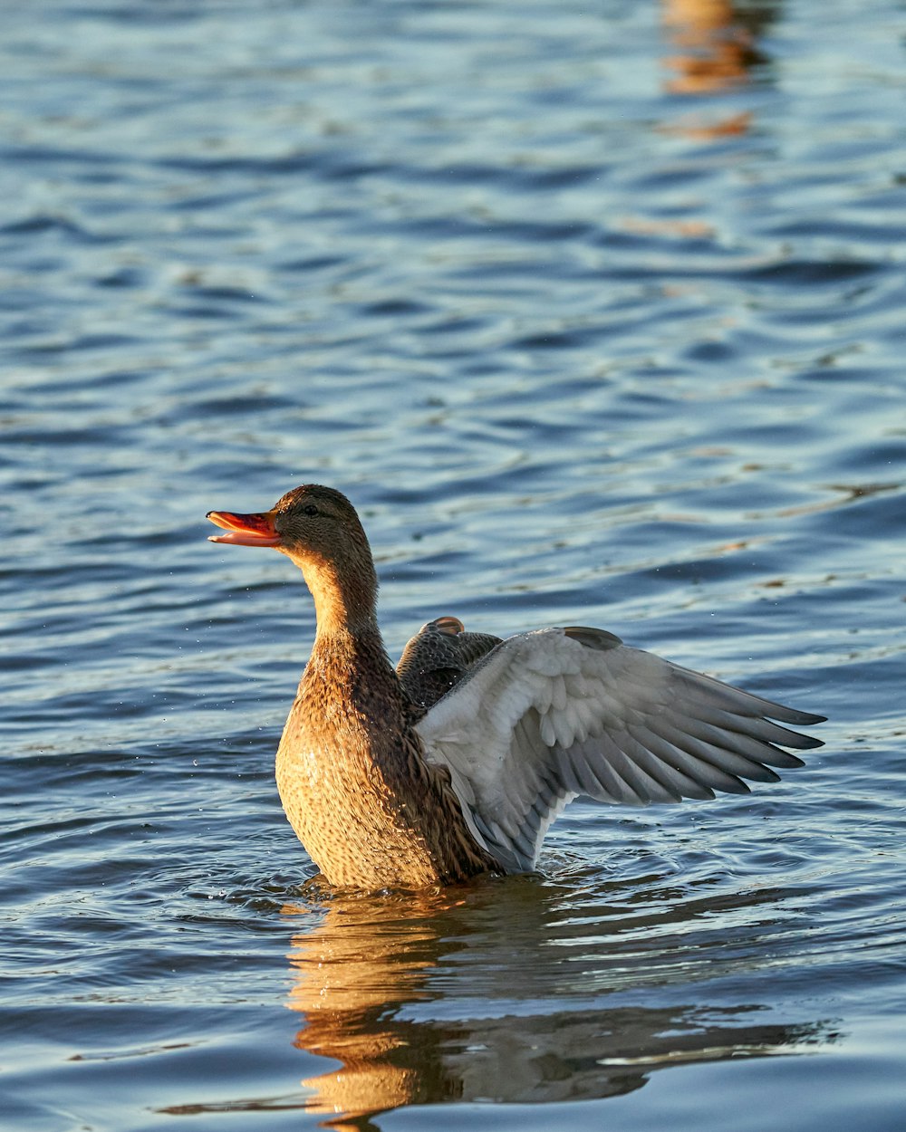 a duck flapping its wings in the water