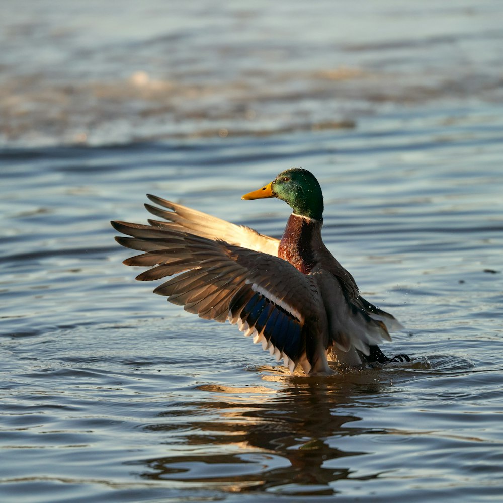 a duck flaps its wings in the water