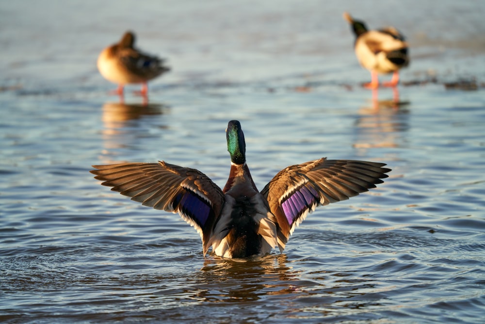 a duck flaps its wings in the water