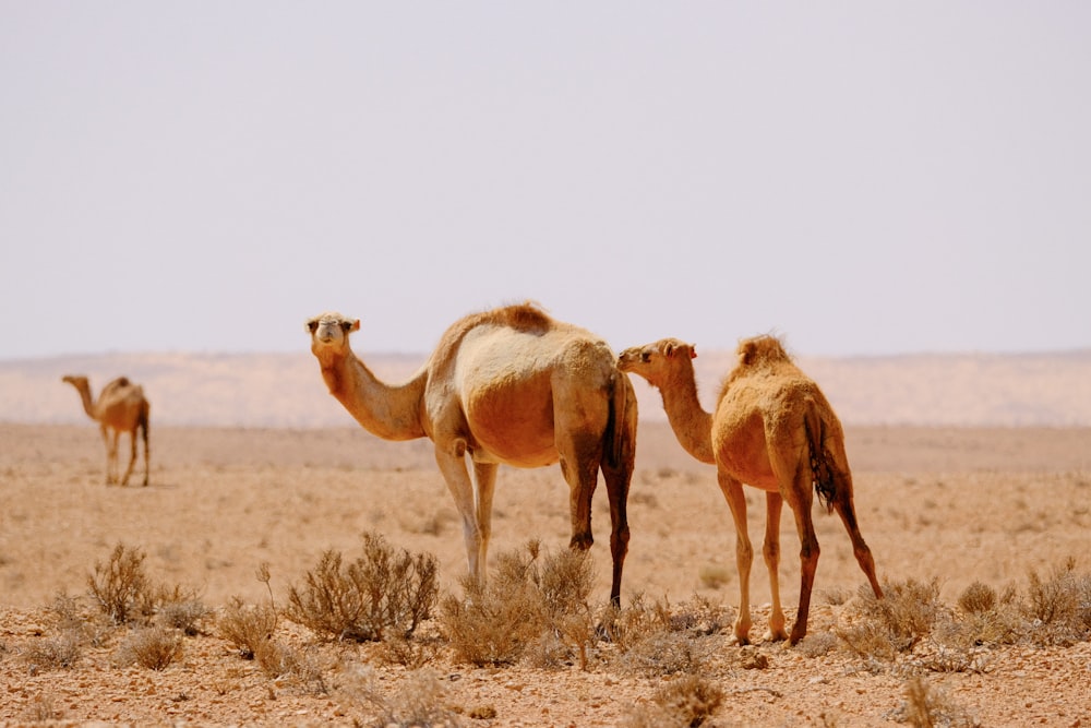 a group of camels walking in the desert