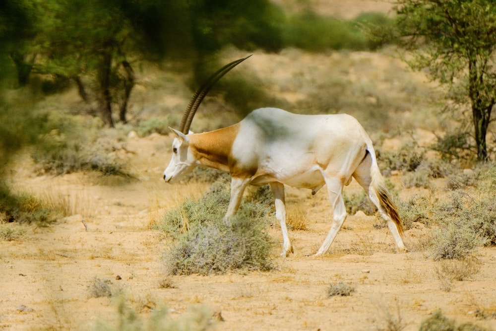 an antelope is walking through the brush in the desert
