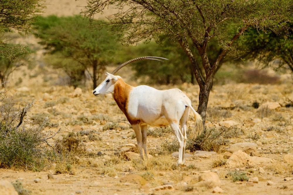 an antelope standing in the middle of a desert