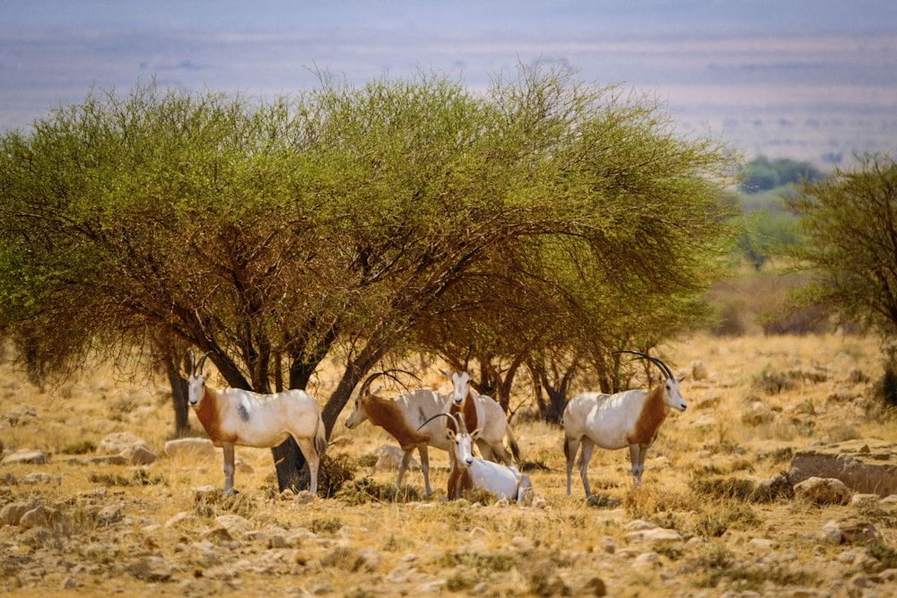 a herd of antelope standing next to each other on a dry grass field