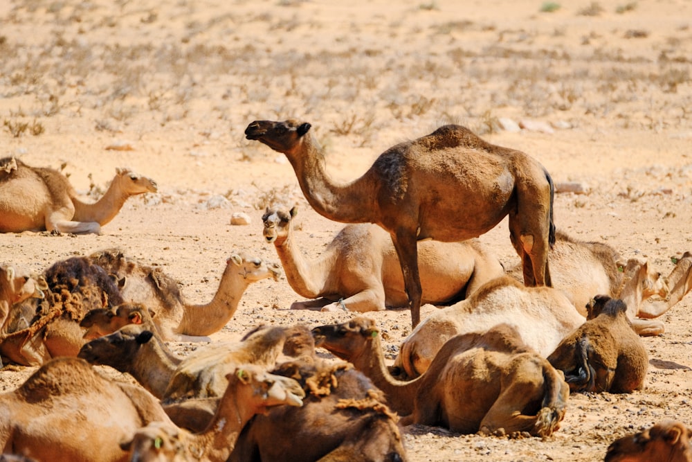 a group of camels laying down in the desert