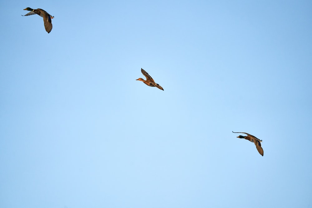 a group of birds flying through a blue sky