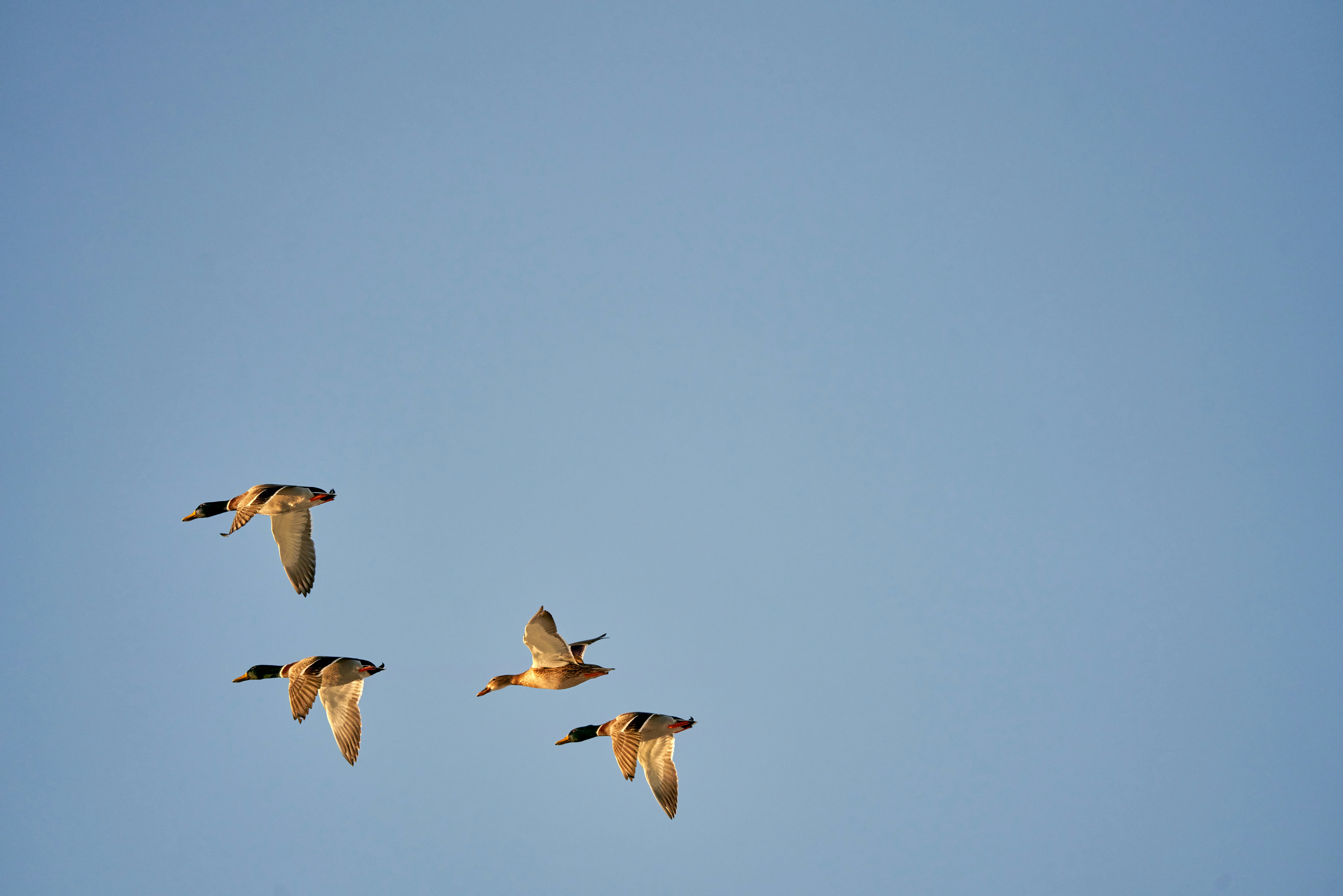 Photo by davotibarna