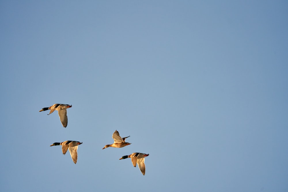 a flock of birds flying through a blue sky