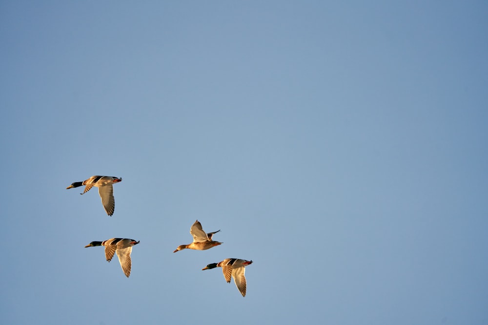 une volée d’oiseaux volant dans un ciel bleu