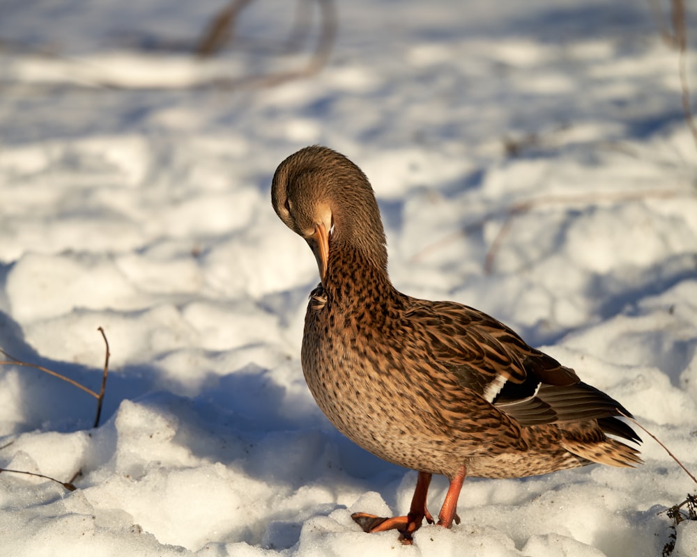 a duck standing in the snow on a sunny day