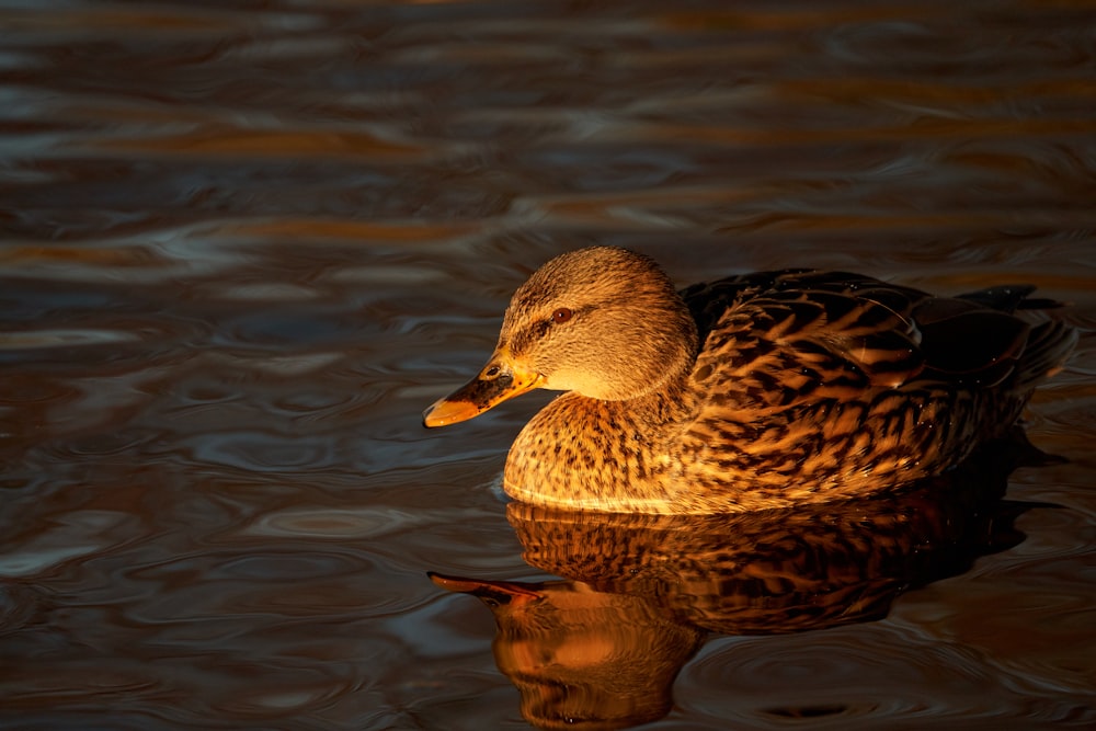 a duck sitting on top of a body of water