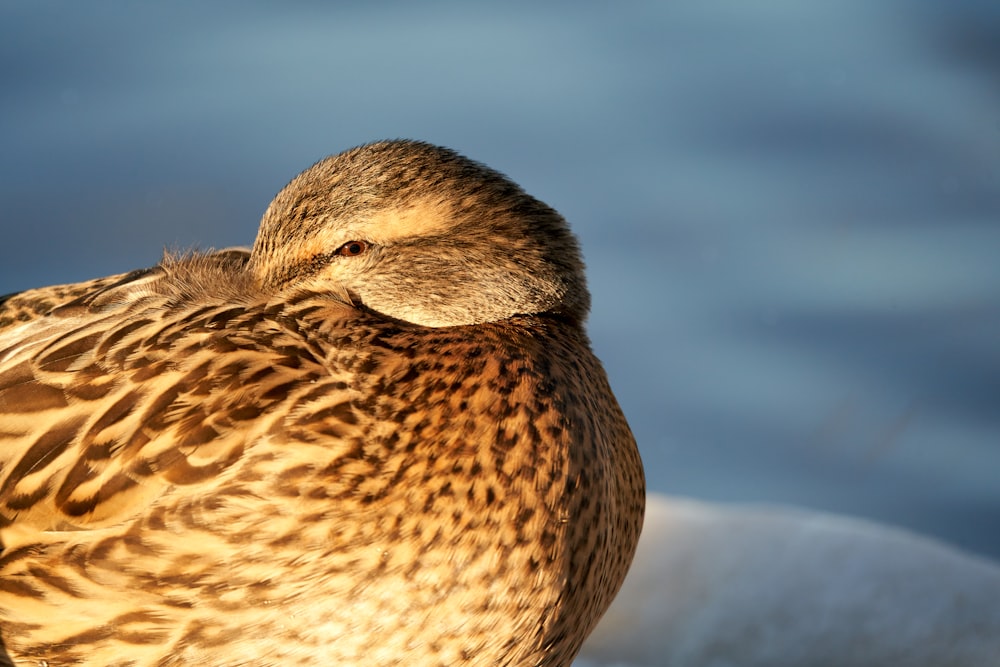 a close up of a duck on a ledge