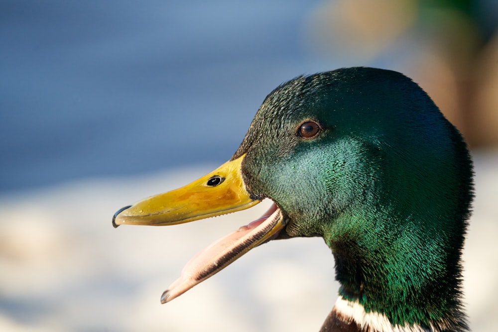 a close up of a duck with its mouth open