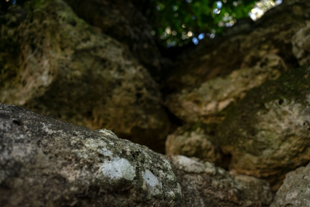 a close up of a rock with a tree in the background