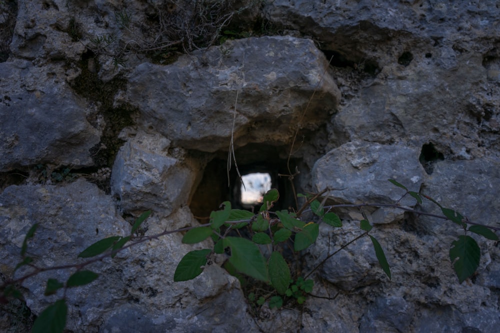 un agujero en las rocas con una planta que crece fuera de él