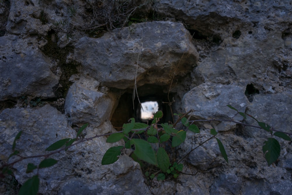 un buco nella roccia da cui cresce una pianta