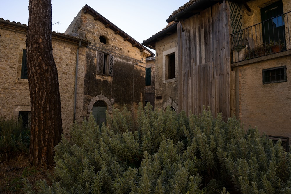 an old building with a tree in front of it