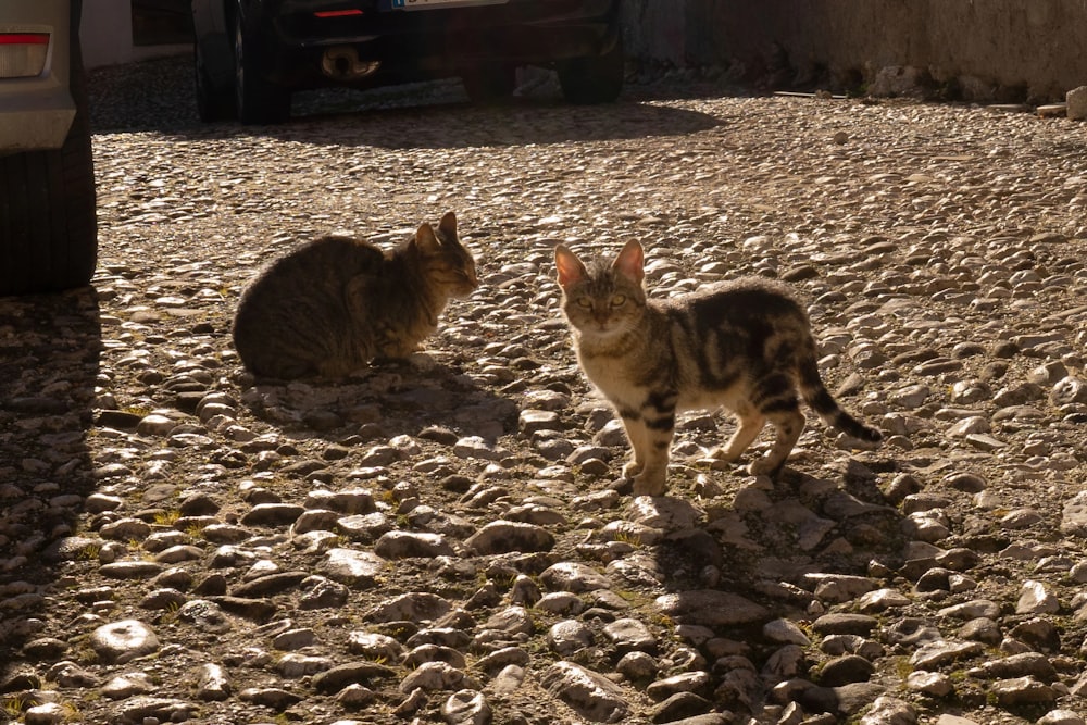 a couple of cats that are standing in the dirt