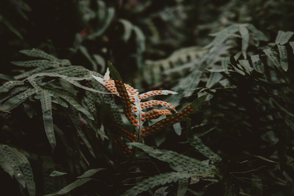 a close up of a plant with leaves