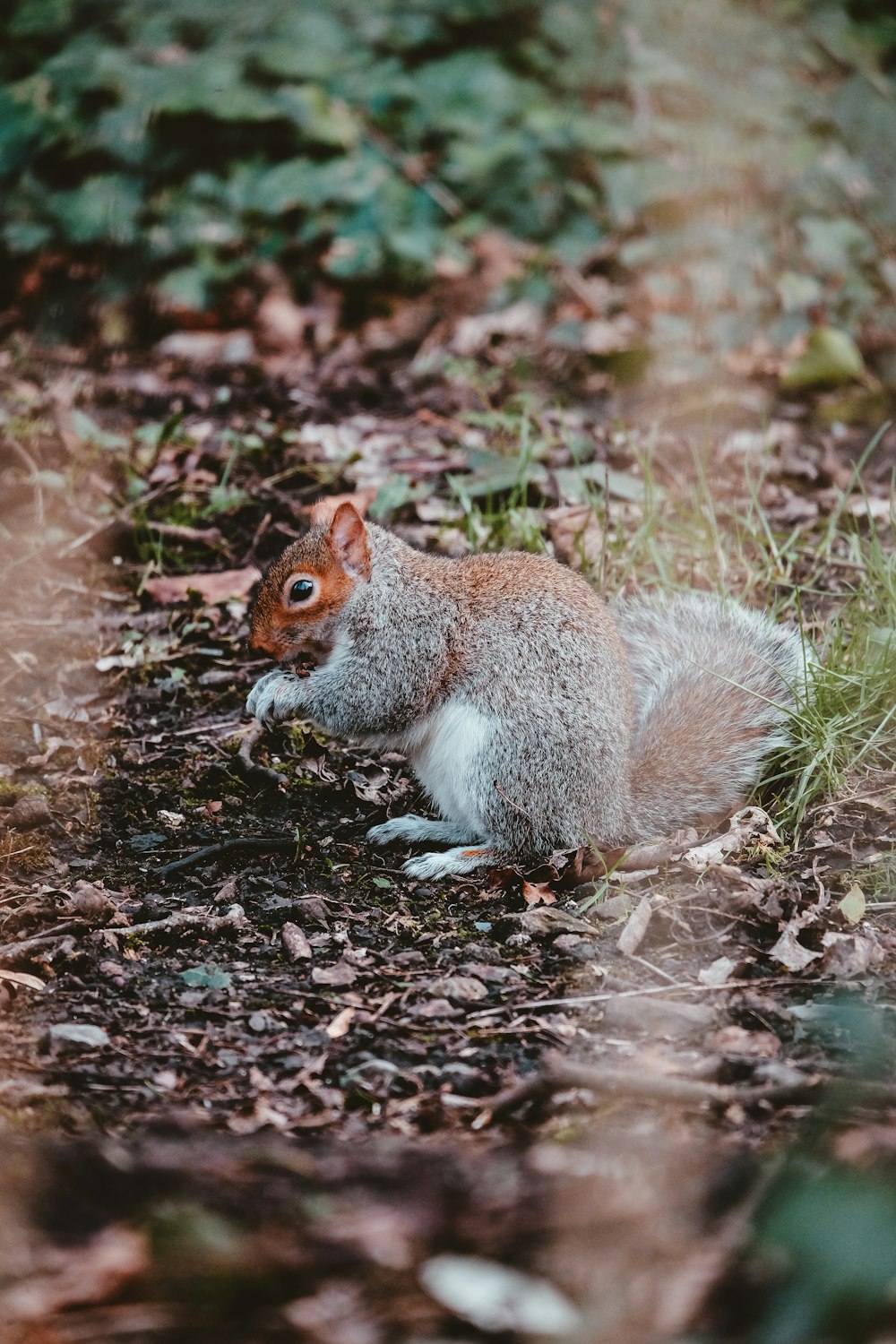 a squirrel sitting on the ground in the woods