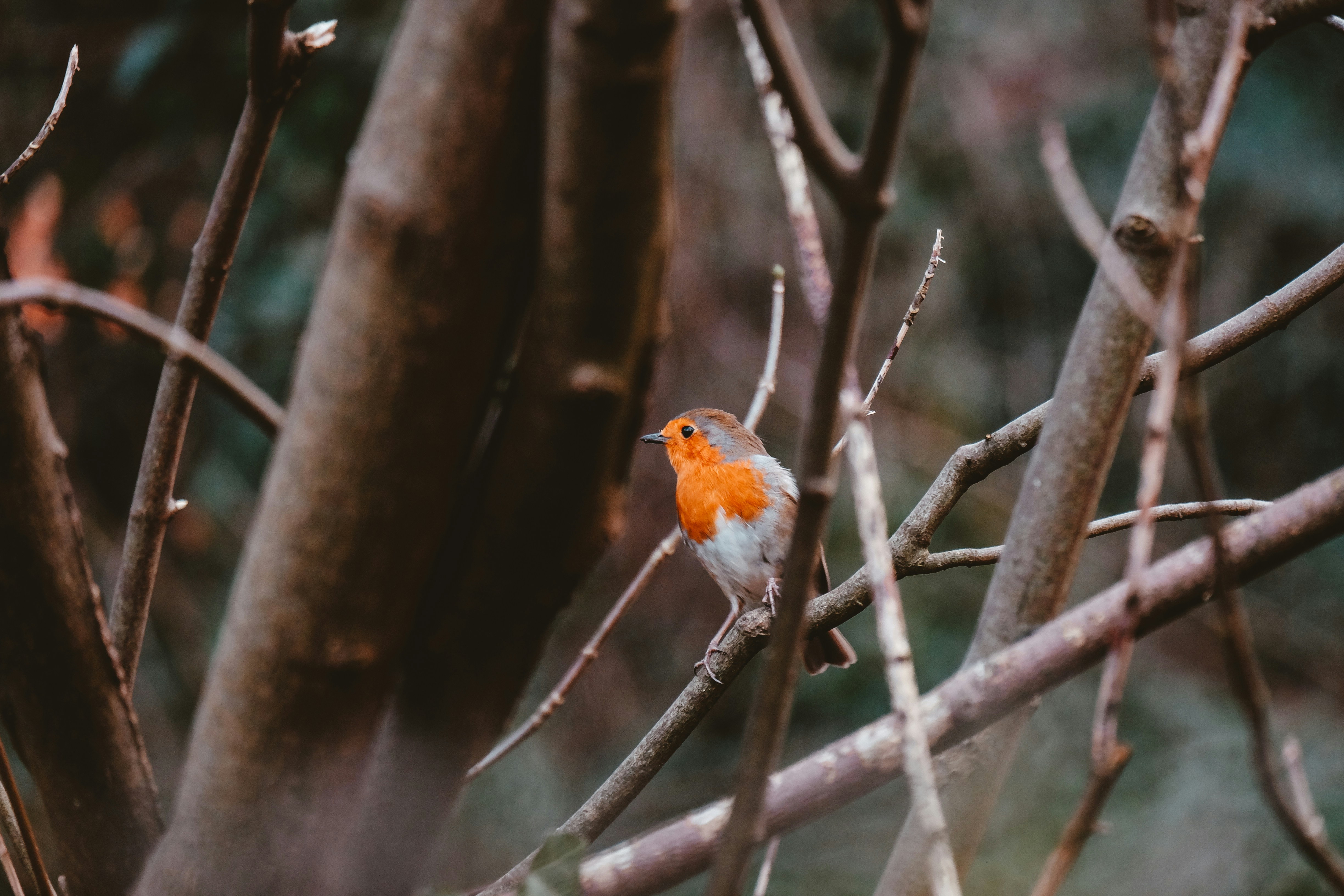 Photo by helloimnik