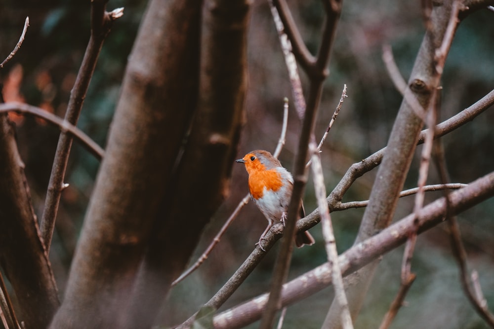 a small orange and white bird sitting on a tree branch