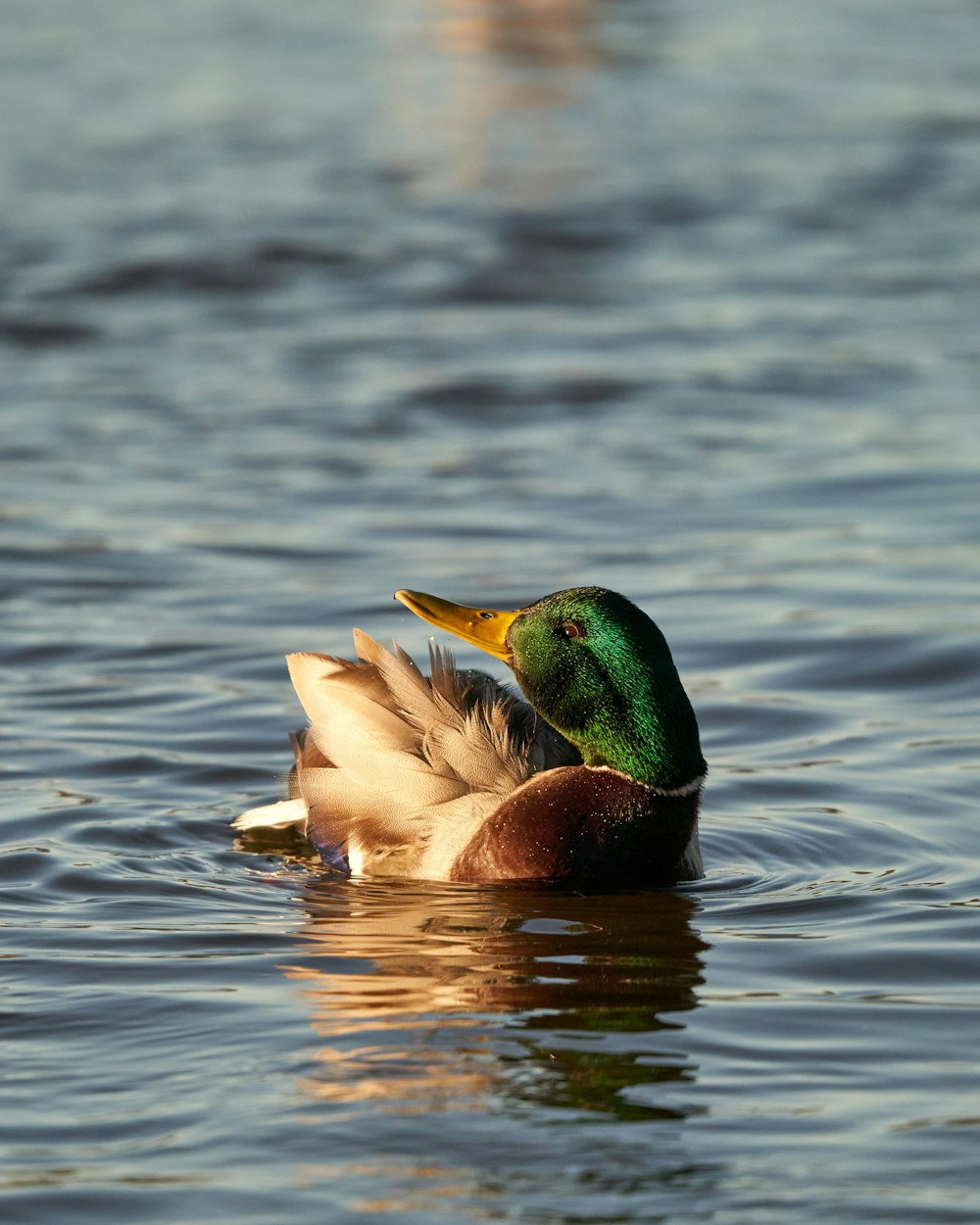 a green and yellow duck floating on top of a body of water