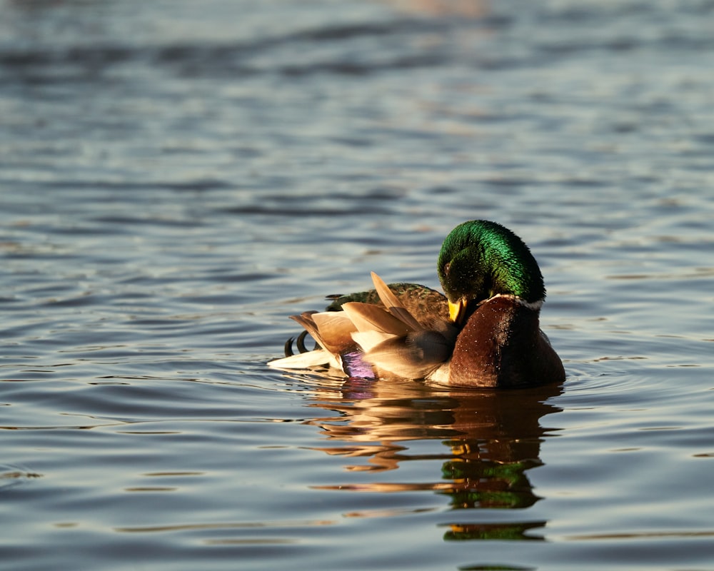 a couple of ducks floating on top of a lake