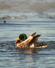 a couple of ducks swimming on top of a body of water