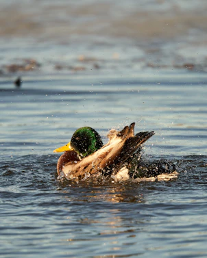 a couple of ducks swimming on top of a body of water