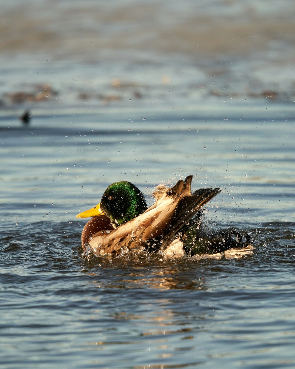 a couple of ducks swimming on top of a body of water