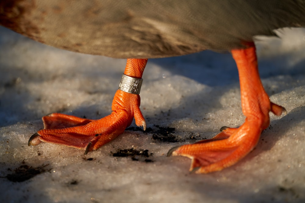 a close up of a duck with a ring on it's foot