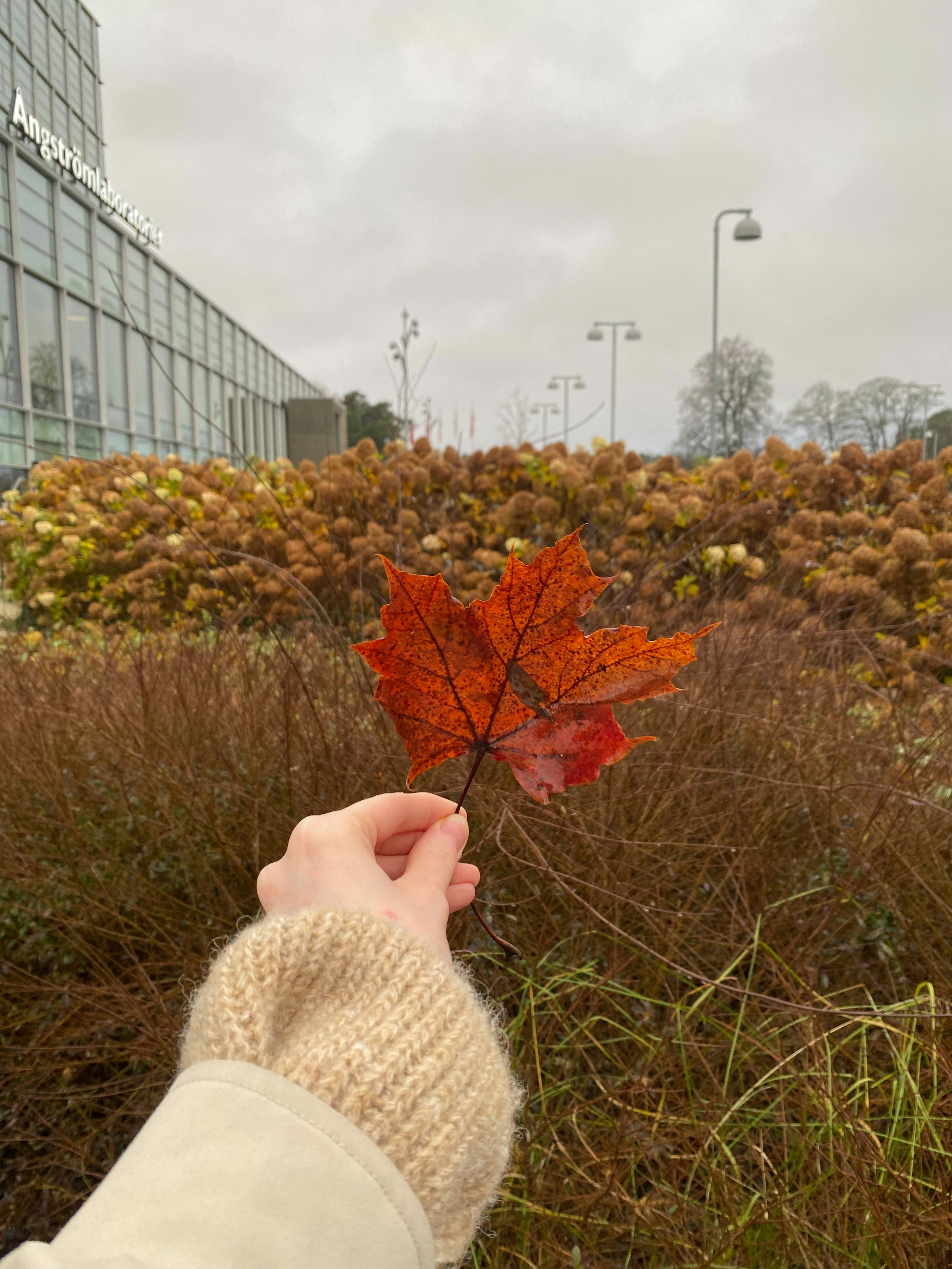 a person holding a leaf in front of a building