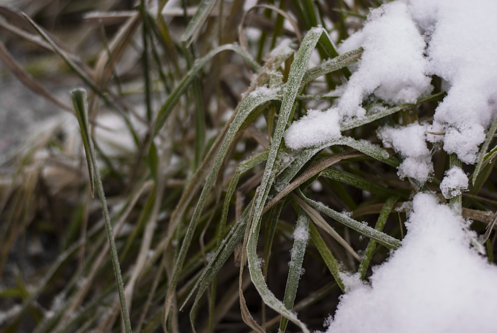 un primo piano di una pianta coperta di neve