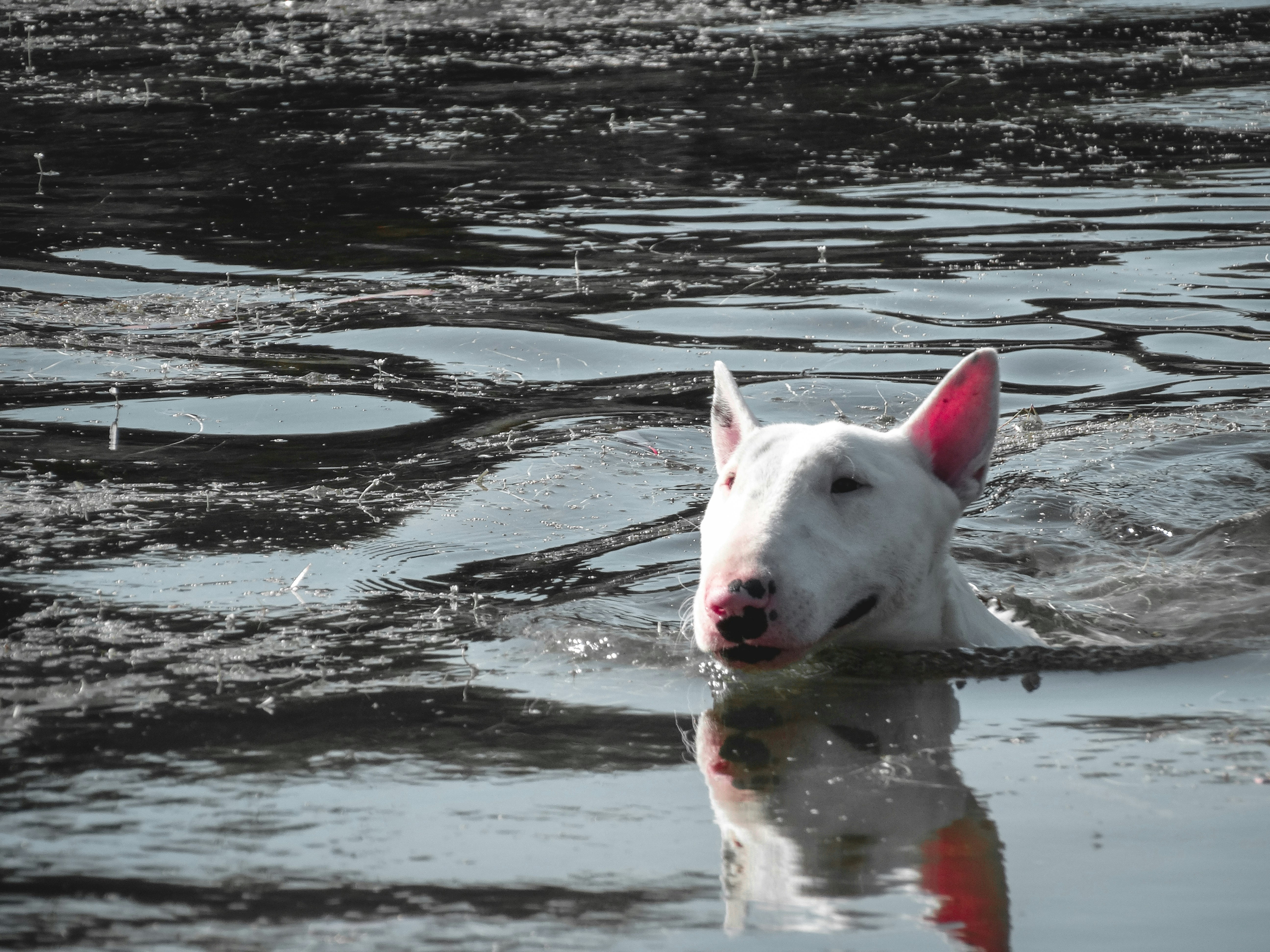 perro en agua