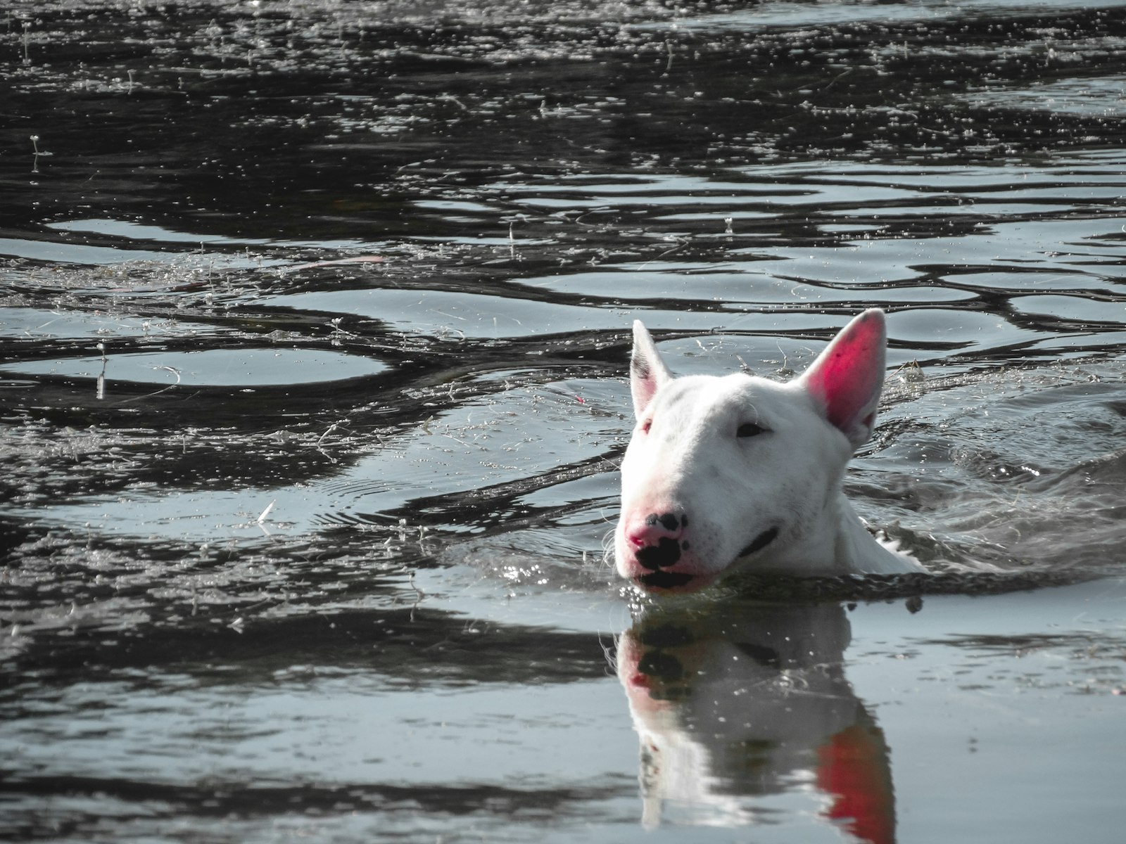 Spa Day at Home: Grooming a Bull Terrier Yourself