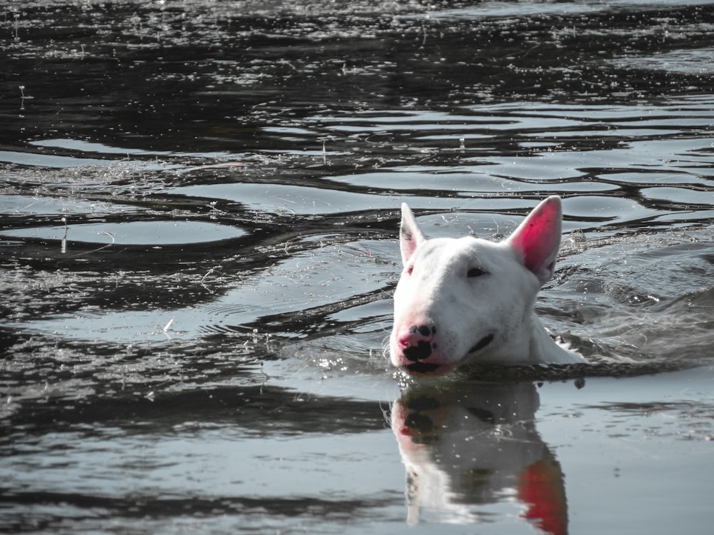 a white dog is swimming in the water
