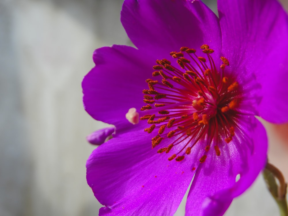 un gros plan d’une fleur violette avec un arrière-plan flou