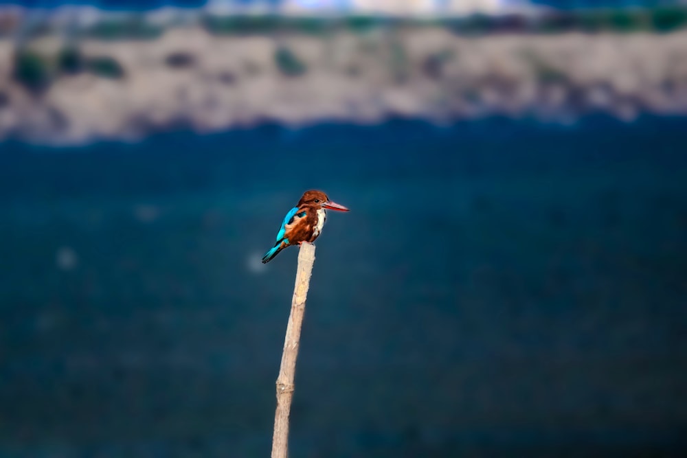 a small bird sitting on top of a wooden stick