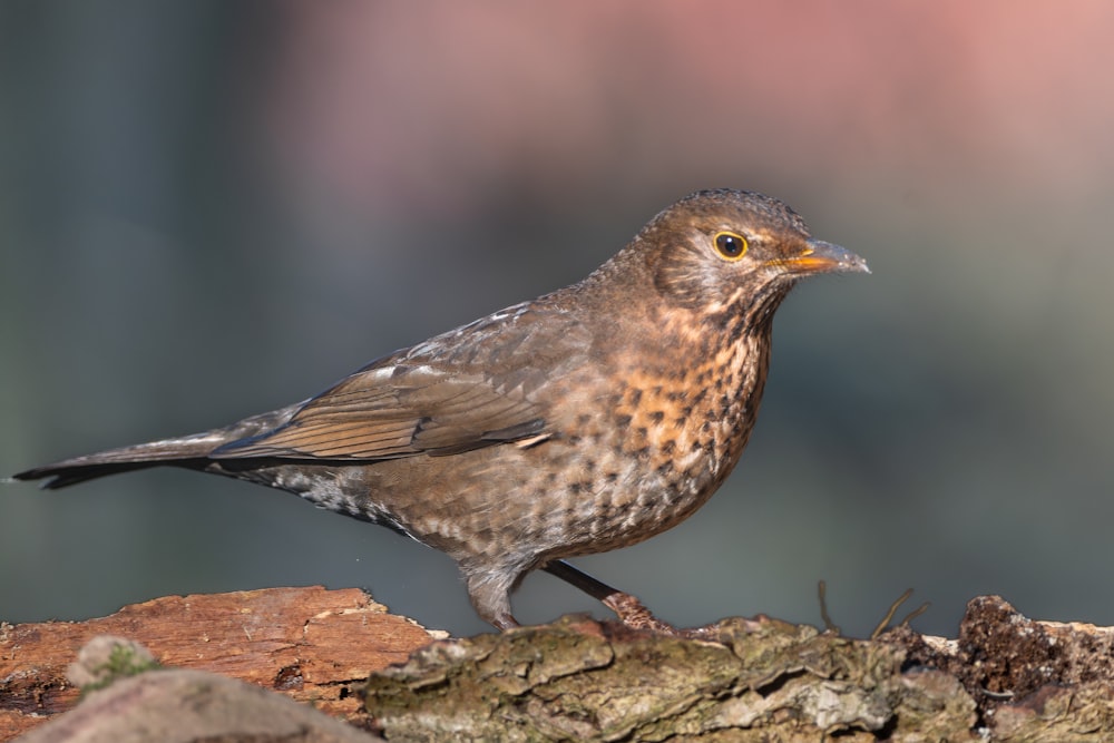 a brown bird standing on top of a tree branch