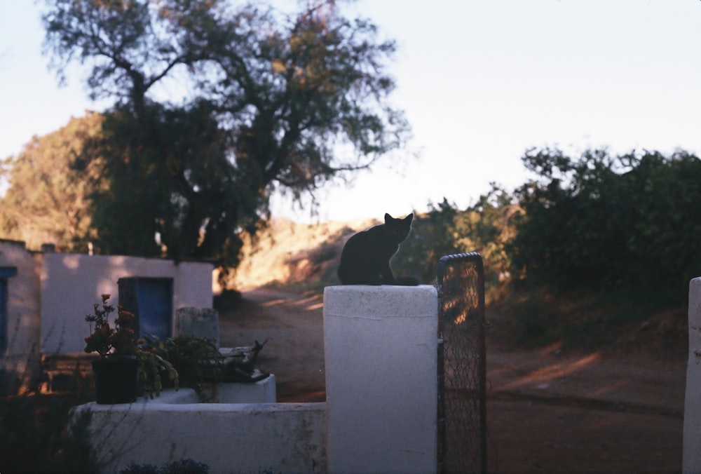 a black cat sitting on top of a white fence