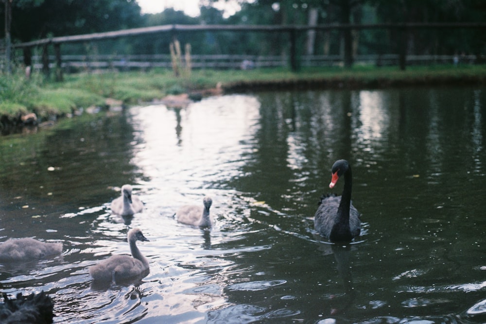 a group of ducks swimming in a pond